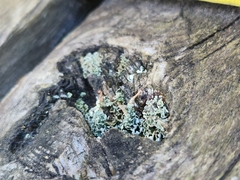 Cladonia macilenta