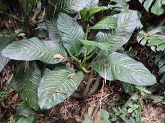 Dieffenbachia
