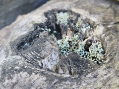 Cladonia macilenta