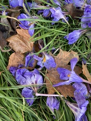Crocus speciosus