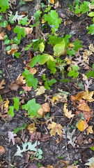 Menispermum canadense