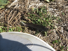 Corvus brachyrhynchos