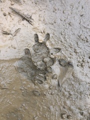 Didelphis aurita