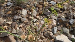 Anethum foeniculum image