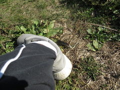 Corvus brachyrhynchos