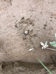 Didelphis aurita