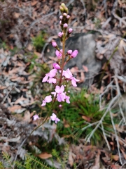 Stylidium graminifolium