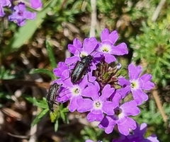 Astylus quadrilineatus