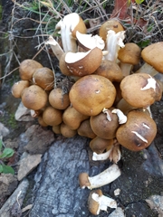 Armillaria mellea