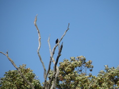 Corvus brachyrhynchos