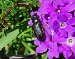 Astylus quadrilineatus