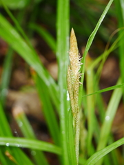 Carex ventosa