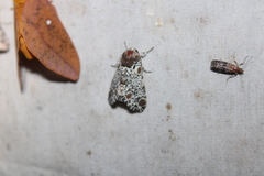 Harrisimemna trisignata