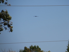 Corvus brachyrhynchos