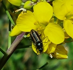 Astylus quadrilineatus