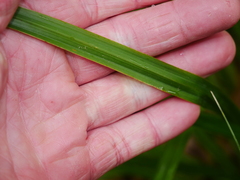 Carex ventosa