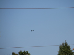 Corvus brachyrhynchos