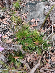 Stylidium graminifolium
