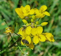Astylus quadrilineatus
