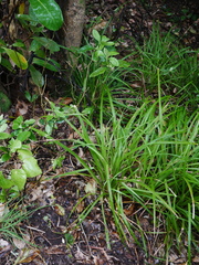 Carex ventosa