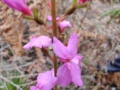 Stylidium graminifolium