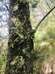 Pleopeltis macrocarpa