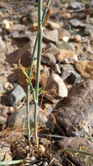 Anethum foeniculum image