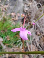 Stylidium graminifolium
