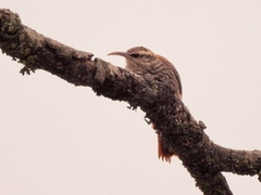 Lepidocolaptes angustirostris