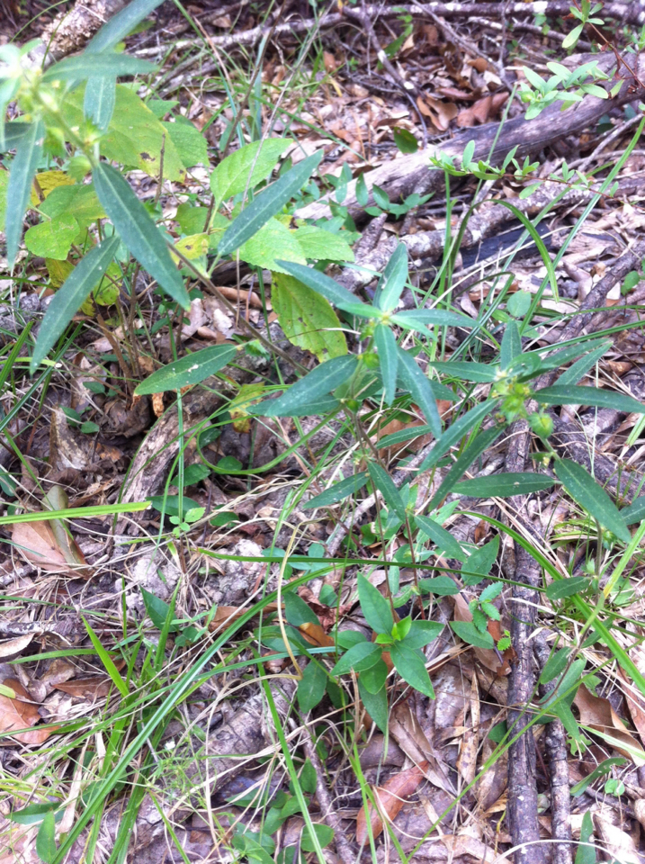 Acalypha gracilens
