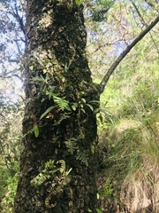 Pleopeltis macrocarpa