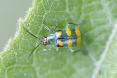 Diabrotica speciosa