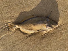 Meuschenia freycineti