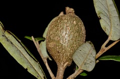 Protobalandricus spectabilis