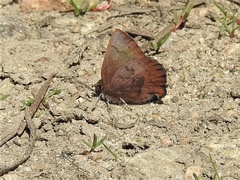 Callophrys augustinus