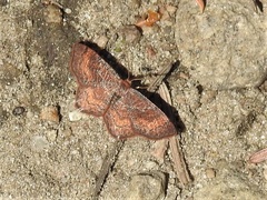 Callophrys augustinus