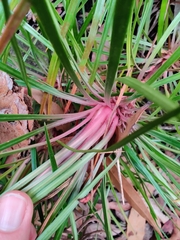 Stylidium graminifolium