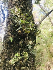 Pleopeltis macrocarpa