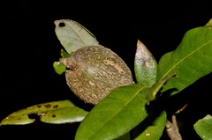 Protobalandricus spectabilis