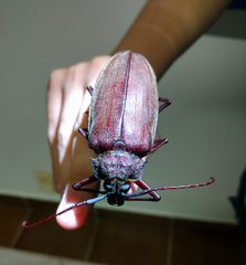 Mecosarthron buphagus