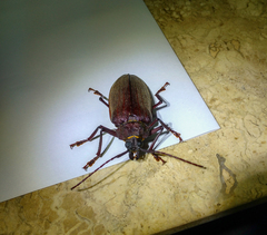 Mecosarthron buphagus