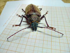 Mecosarthron buphagus