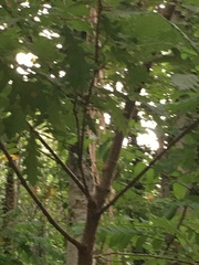 Quercus cerris