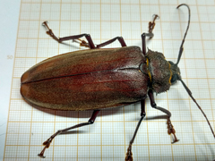 Mecosarthron buphagus