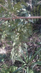 Dichrostachys tenuifolia