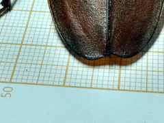 Mecosarthron buphagus