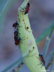 Lygaeus kalmii