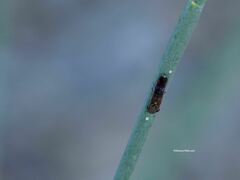 Homalodisca liturata