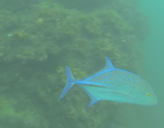 Caranx melampygus
