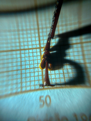 Mecosarthron buphagus